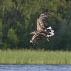 White-tailed eagle (Haliaeetus albicilla)