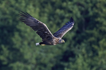 White-tailed eagle (Haliaeetus albicilla)