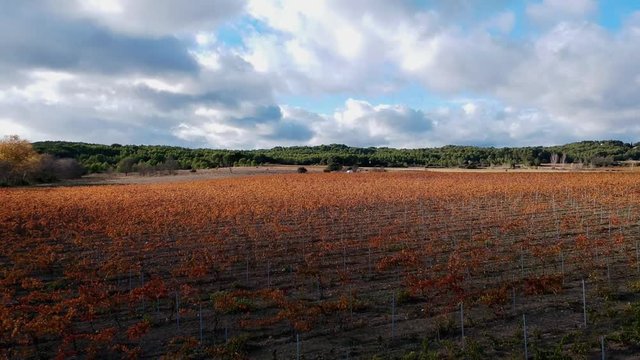 Des vignes rouges survol&eacute;es au moment ou le soleil appara&icirc;t derri&egrave;re les nuages 