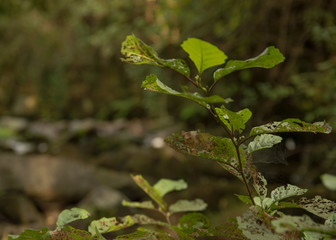 Plant with damaged leaves