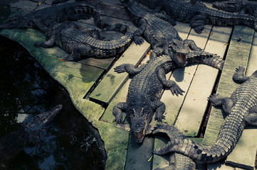 crocodiles in the zoo