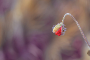 Obraz premium Poppy Bud 