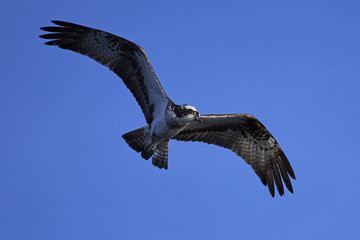 Osprey (Pandion haliaetus)