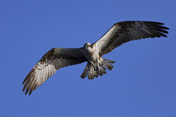 Osprey (Pandion haliaetus)
