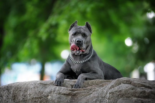 Cane Corso Images – Browse 9,999 Stock Photos, Vectors, and Video