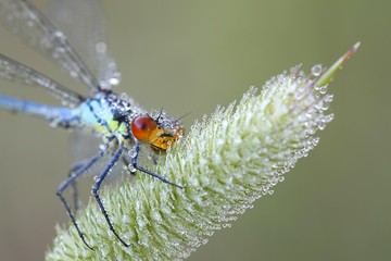 Large redeye, Erythromma najas
