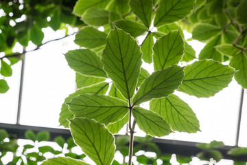 The green leaves on a white background