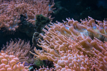 The sea anemone on a rock, underwater