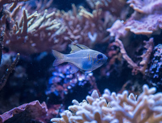 The coral reef fish underwater in aquarium