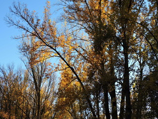 Fototapeta premium Otoño en el bosque
