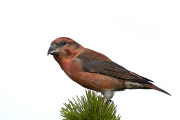 Parrot crossbill (Loxia pytyopsittacus)