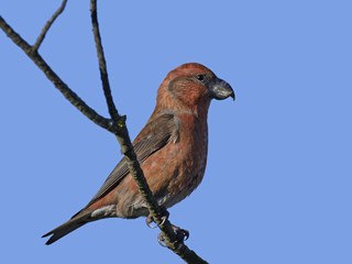 Parrot crossbill (Loxia pytyopsittacus)