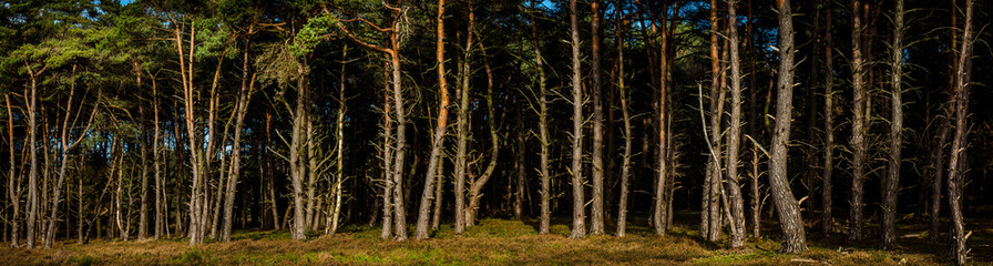Tree trunks panorama