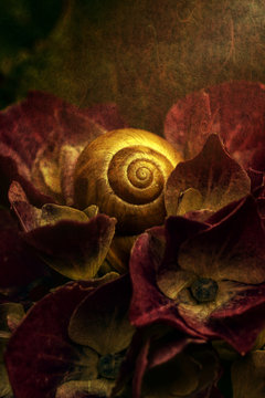 Snail on hydrangea, close-up