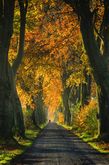 AUTUMN ROAD - Avenue beech in autumn colors © Wojciech Wrzesień