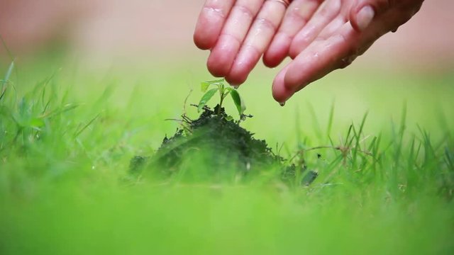 Close up of female hands watering young plant over blurred green background. 1920x1080