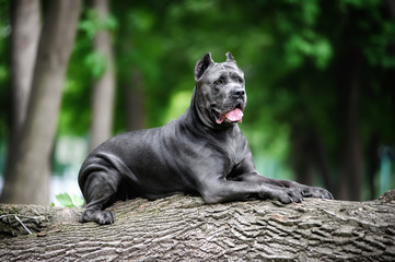 A big dog lies on a log in a city Park on the aging and waiting. Portrait of a Mastiff, obedience and protection - obrazy, fototapety, plakaty