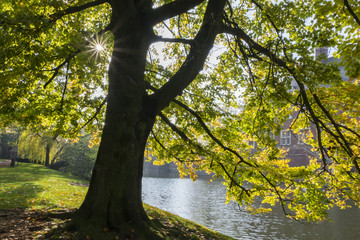 Obraz premium Sonnenstern