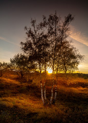 Birch in the sunset