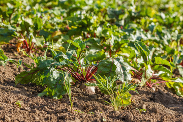 sugar beet rows in field. Rural scene.