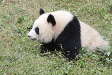Fototapeta na wymiar Fluffy Panda Cub in the Playground