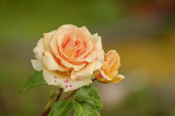Beautiful rose in the mountains close-up after the rain 3