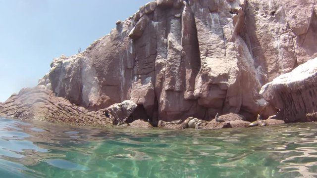 California sea lion, Zalophus californianus, diving in apnea in the blue waters around the Isla Coronado near Loreto in Baja California, Mexico, America.