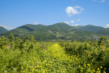 Valley of roses in bulgarian mountains 2