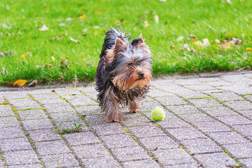 Little sweet Yorkie plays with a small yellow ball