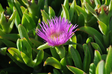 Ice plant growing on the Atlantic ocean coast of Namibia in South Africa