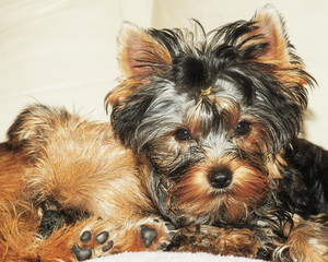 Little sweet Yorkie looks into a camera's lens with next to her a sleeping Brussels Griffon