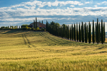 Obraz premium Magnificent spring landscape.Beautiful view of typical tuscan farm house, green wave hills, cypresses trees, hay bales, olive trees, beautiful golden fields and meadows.Tuscany, Italy, Europe
