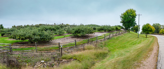 Fototapeta na wymiar Panoramic view of apples tree plantation