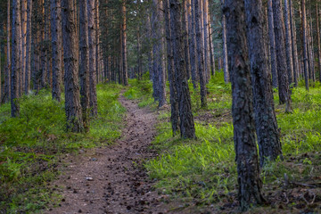 Road in deep pine forest 4