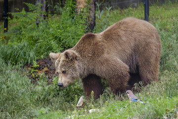 Feeding the bear in forest 9