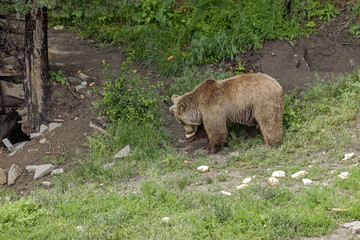 Brown bear eats bread in forest 3