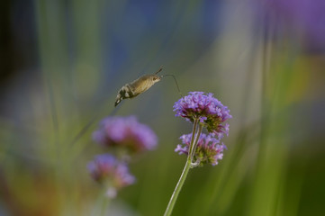 Butterfly hummingbird collects nectar from flowers 4