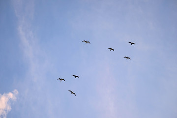 A flock of seagulls in the sky 1