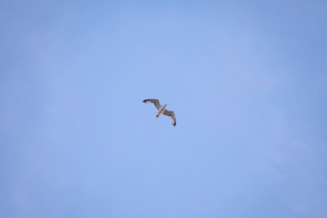 Fototapeta premium A gull flying in the sky 3