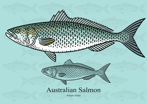 Australian Salmon. Vector illustration for artwork in small sizes. Suitable for graphic and packaging design, educational examples, web, etc.