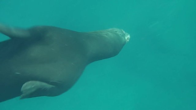 Underwater close up encounter of a sea lion diving in apnea in clear waters around the Isla Coronado by Loreto town in Baja California, Mexico. Zalophus Californianus species.