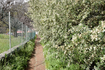 Path Between Fence and Blooming Shrub in Gran Canaria