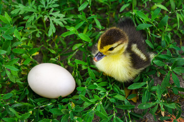 The duckling of an Indo-duck, musky duck sits in a grass near egg.