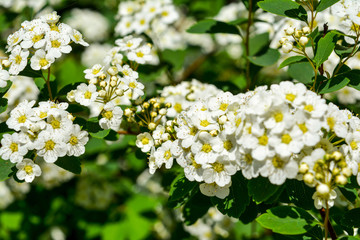 Flowers Spiraea vanhuttei close up.