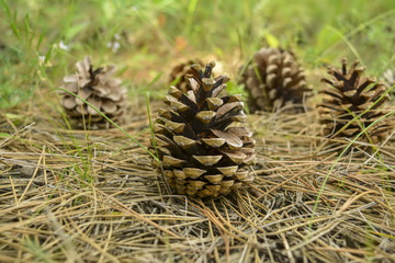 Naklejka na ściany i meble Pine cones in the wood, lie on a surface a moss and sand, several pieces, coniferous needles are scattered on all area.