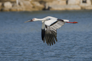 The beauty of the Oriental White Stork
