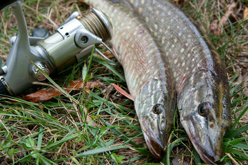Freshwater pike fish and fishing equipment lies on green grass..