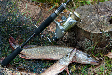 Close up view of freshwater pike fish lies on landing net with fishery catch in it and fishing rod...