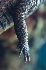 Naklejka premium Crocodile close-up