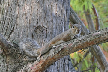 Scoiattoli al Parco del Valentino a Torino